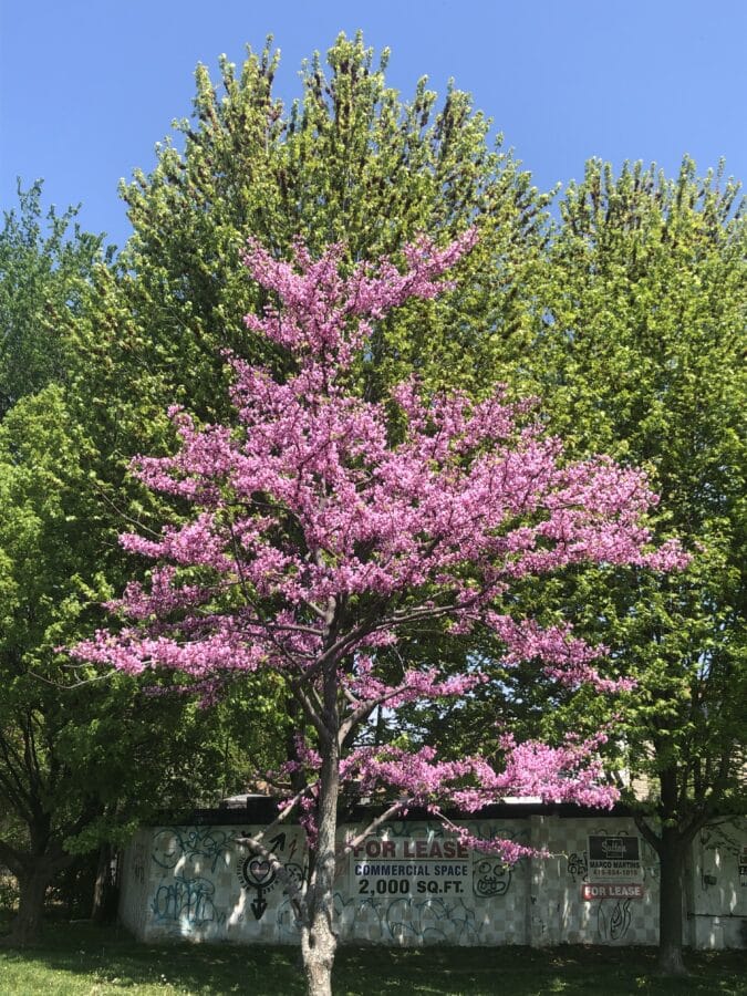 crabapple spring