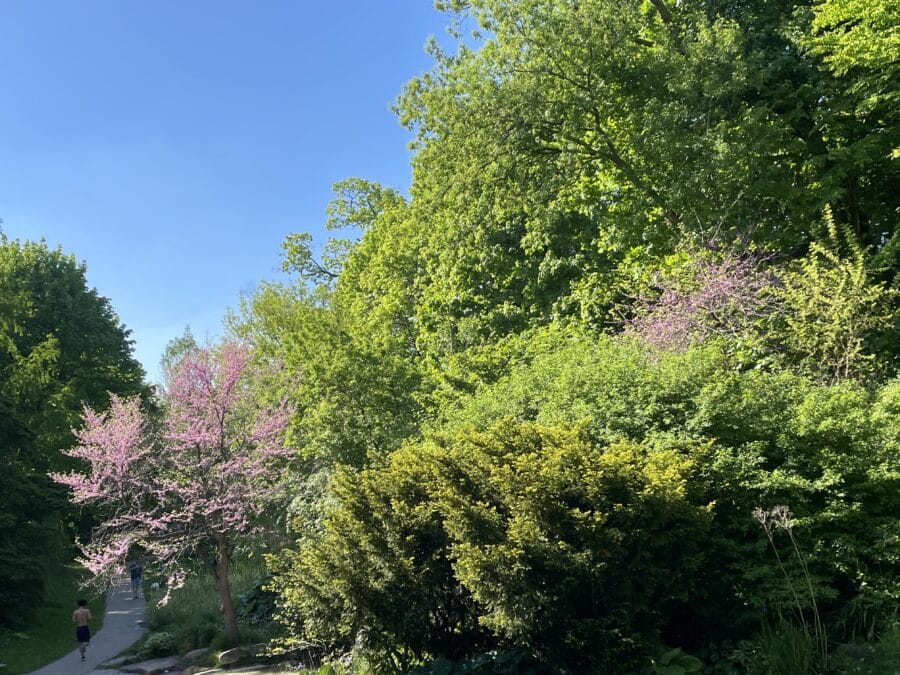 Flowering eastern redbud trees beside a path in spring in Toronto's Beaches neighbourhood