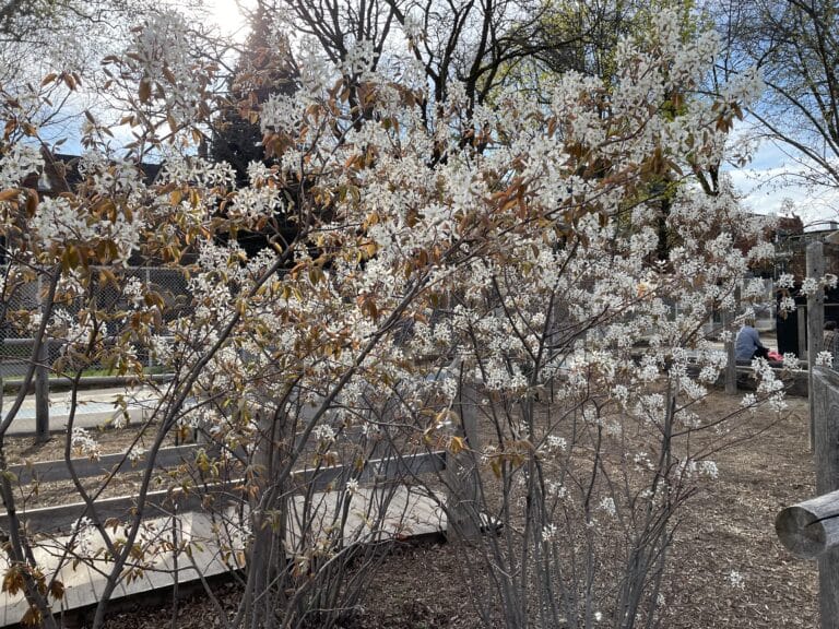 Flowering serviceberry in Toronto in spring