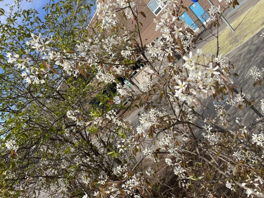 Flowering serviceberry in Toronto in spring