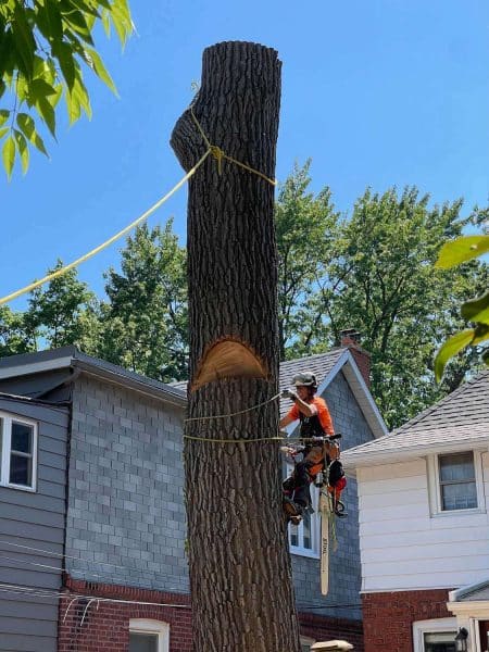 top-arborist-toronto top-arborist-toronto