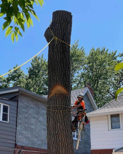 top-arborist-toronto top-arborist-toronto